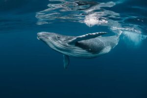 „Bitcoin Whale“ mažmeninės prekybos delta sumažėjo iki ETF eros žemumo, nes išmanieji pinigai tampa atsargūs